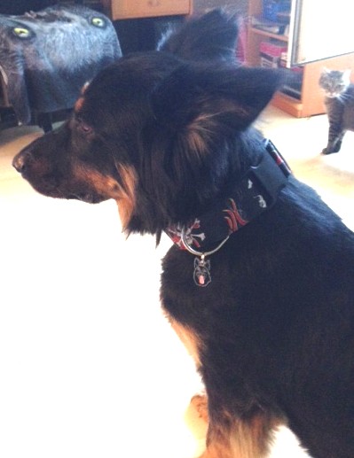 schaferhund aramis.jpg